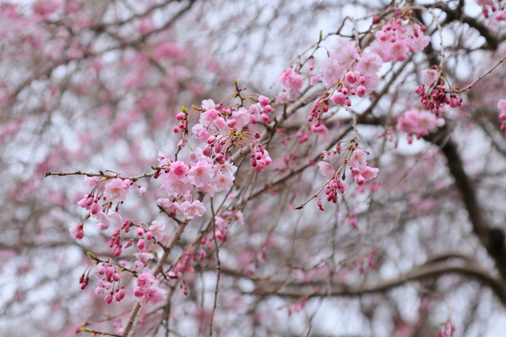 里山（枝垂桜）　　　IMG_0325