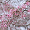 里山（枝垂桜）　　　IMG_0325