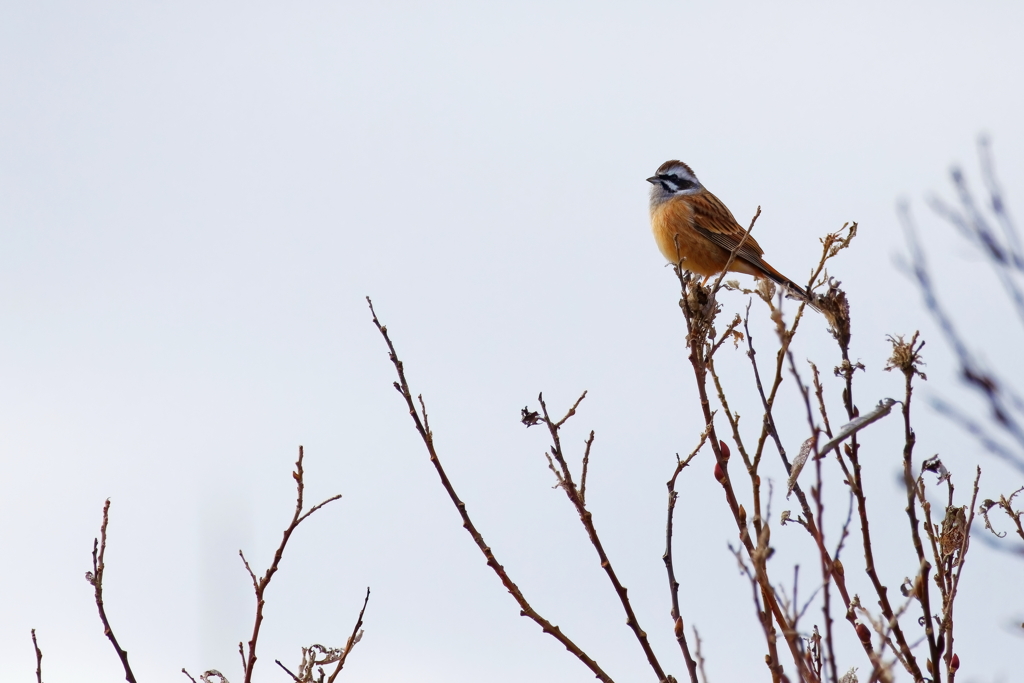 ホウジロ  　IMG-250116