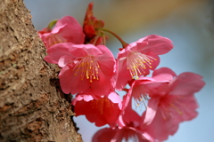 桜　IMG_11