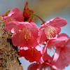 桜　IMG_11