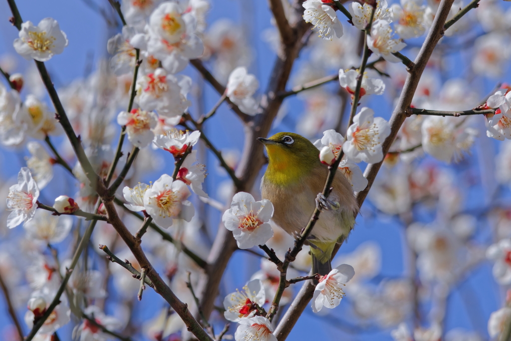 梅とメジロ①　　IMG-240216