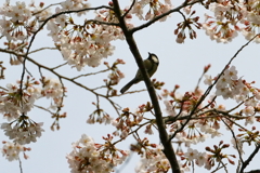 散歩（シジュウカラと桜）　IMG_27