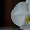 蘭　IMG_0527-1
