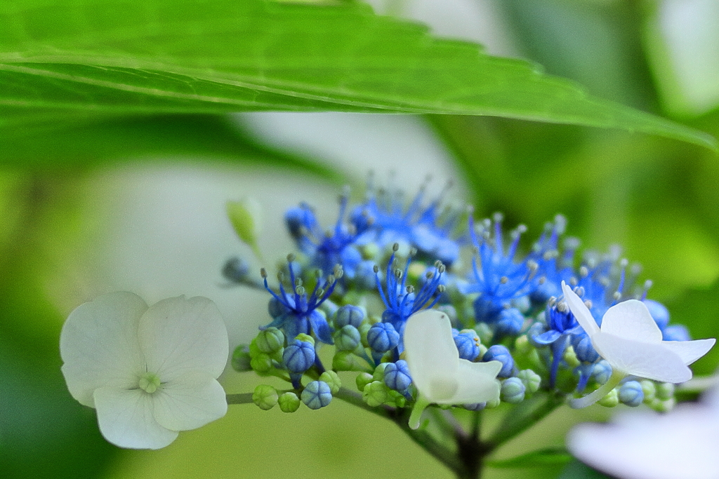 紫陽花　IMG_9
