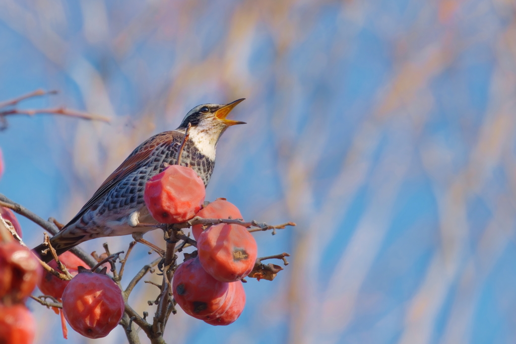 ツグミ　　IMG-260204
