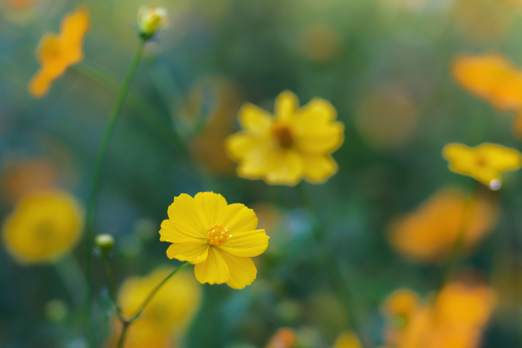 キバナコスモス      　IMG-251030