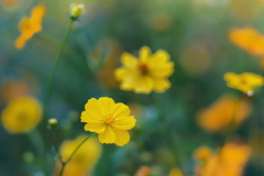 キバナコスモス       IMG-251030 キバナコスモス       IMG-251030