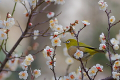 メジロ　　IMG-250211