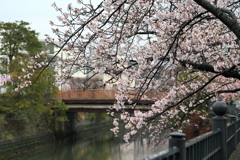 大岡川の桜②　IMG_0326