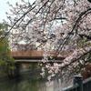 大岡川の桜②　IMG_0326