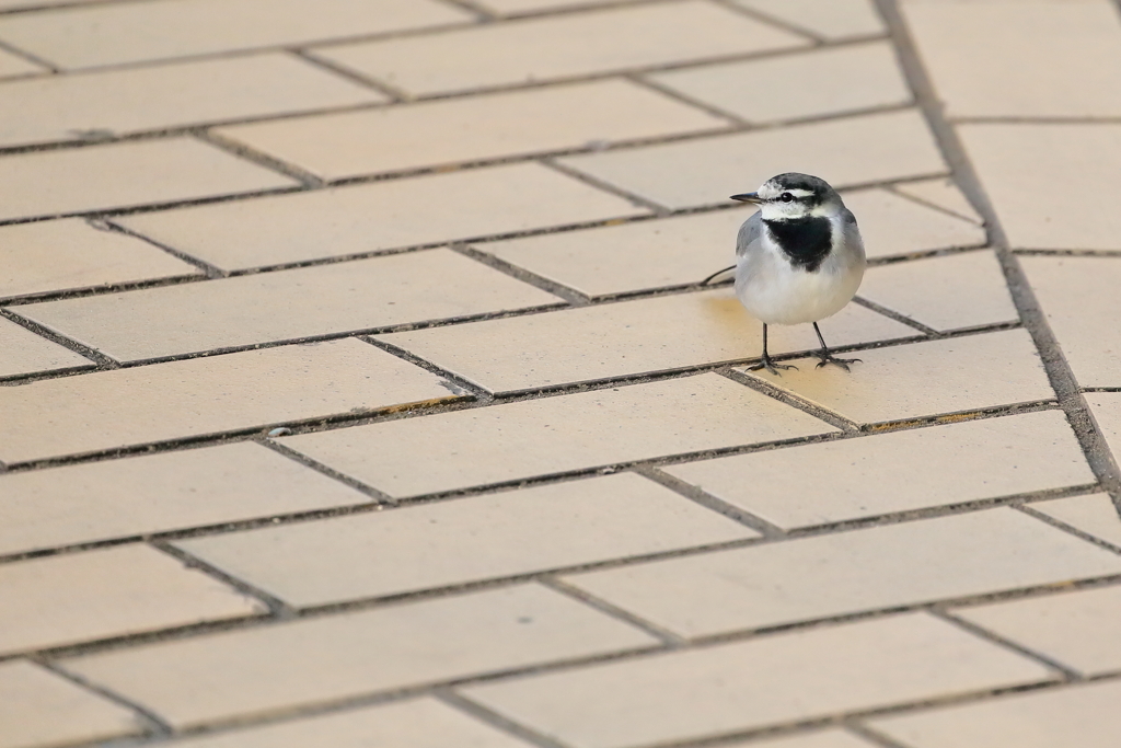 あみだくじ？　IMG_3