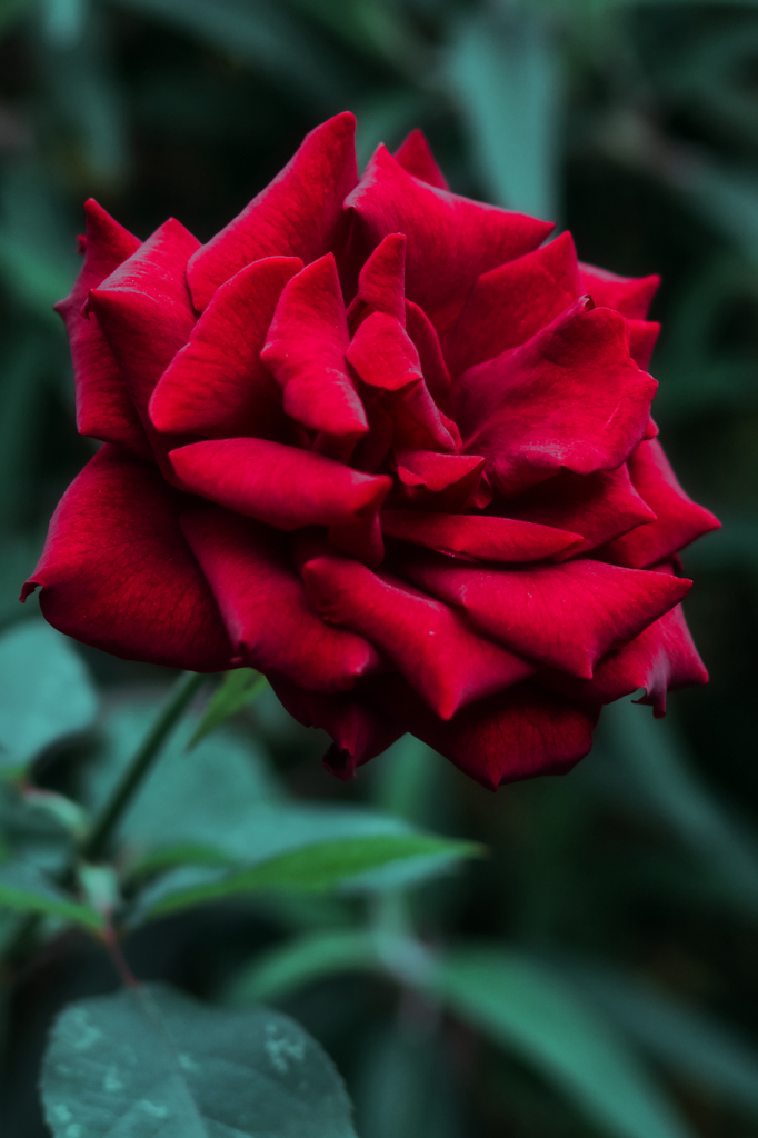 秋の時（ばら）IMG_12