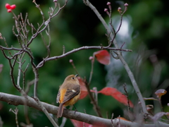 ジョウビタキ   　IMG-251113-1