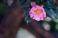 椿　　IMG-250401