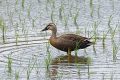 カルガモ   　IMG-240726