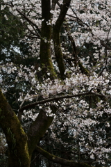 桜　IMG_9