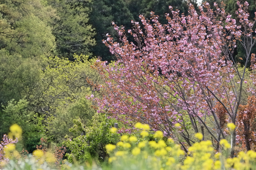 里山の春１　IMG-0502