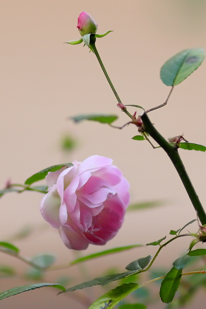 薔薇  IMG_4