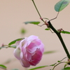 薔薇  IMG_4