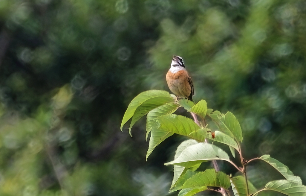 ホウジロ　IMG-0728
