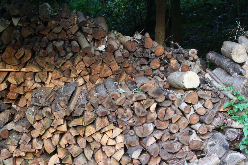 里山にて　IMG_14