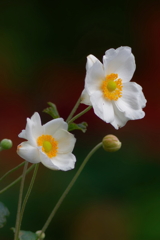 シュウメイギク　　IMG-251123