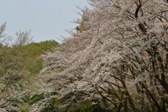 桜　IMG_5