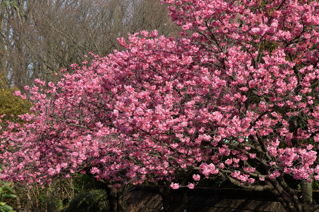 桜　IMG_6