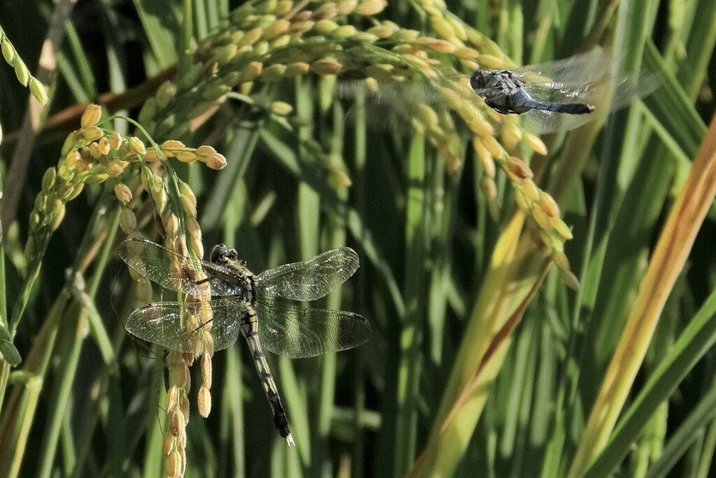 実り　稲穂と蜻蛉２