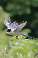 オナガ　　IMG-250913