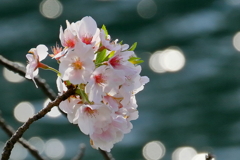 桜　IMG_14