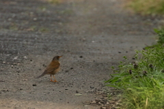散歩（シロハラ）　IMG_29