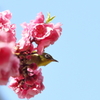 散歩　メジロと桃の花　IMG_17