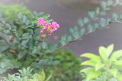 百日紅　IMG_0910