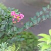 百日紅　IMG_0910