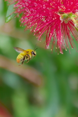 ブラシの木と蜜蜂　　IMG-250706