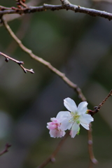 十月桜　　IMG-251109