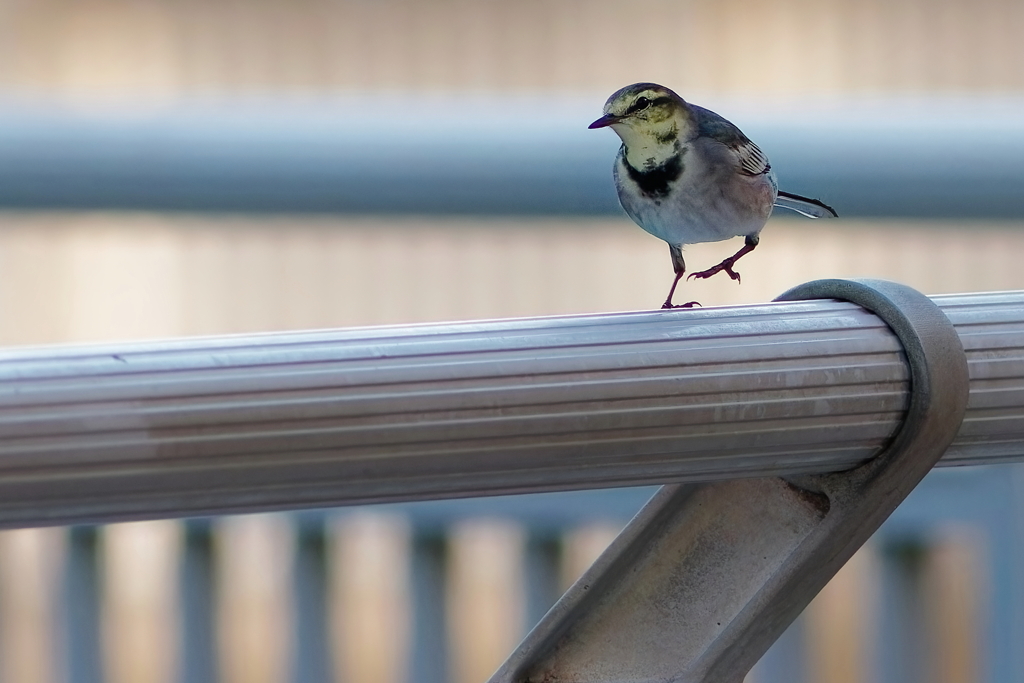 ハクセキレイ　　IMG-251129-1