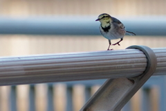 ハクセキレイ　　IMG-251129-1