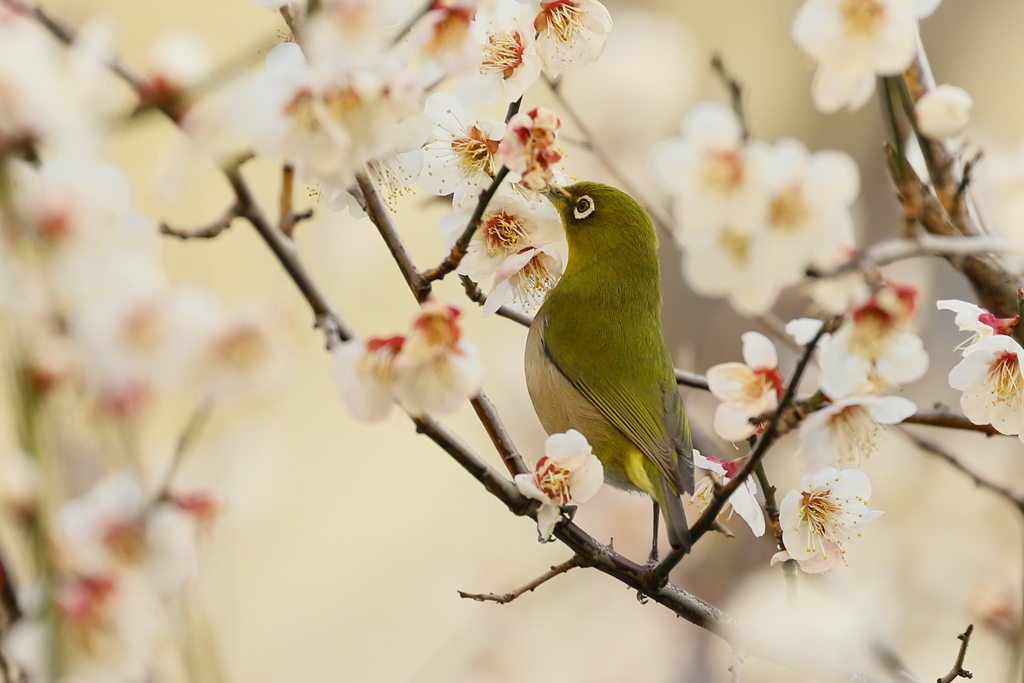 メジロと梅  　IMG_2