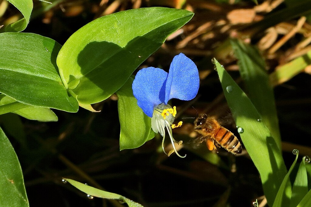 誘われて　露草と蜜蜂