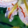 ユリ　　IMG-250809