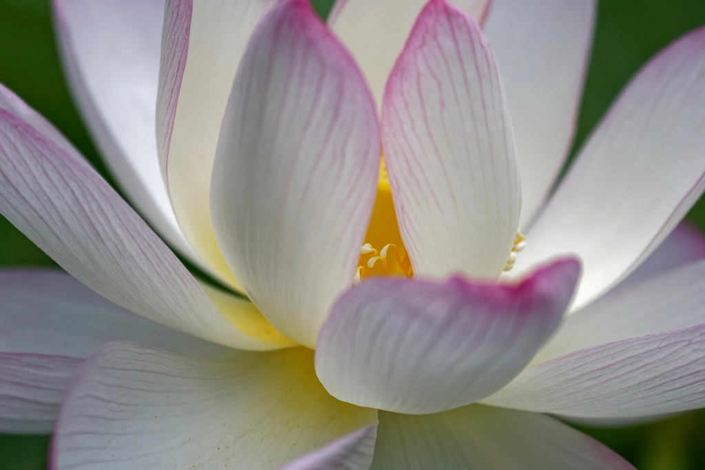 蓮　　IMG-0722