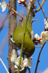 メジロと梅　IMG_4