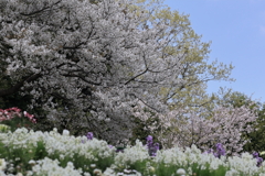 春爛漫④　IMG-0403