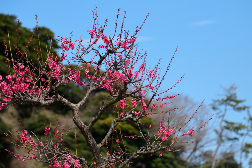 春の景色②　　　IMG_0225