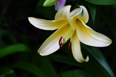 ゆり　IMG_04