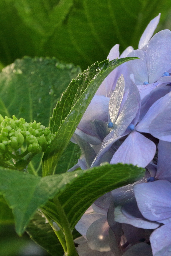 雨滴（紫陽花）　IMG_5