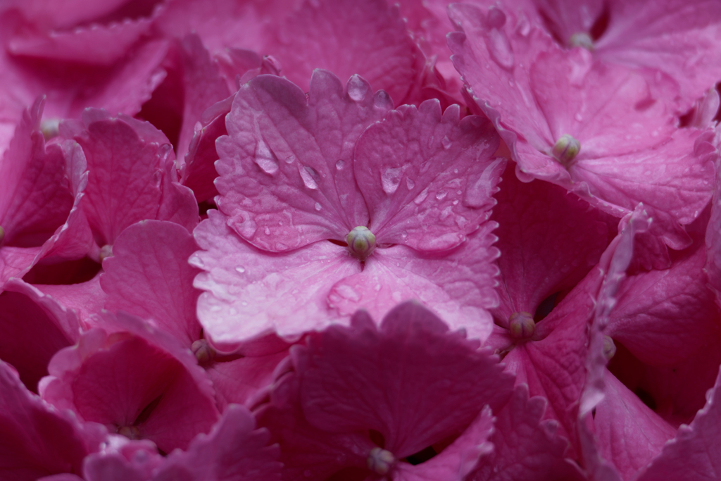 梅雨　IMG-0613